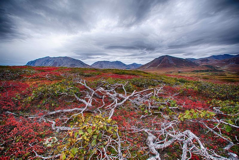 Paysage automnal de l'artique avec toundra et lichen