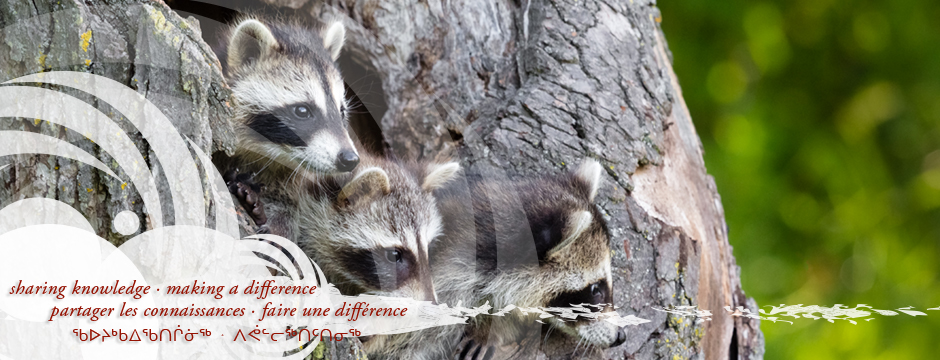 Santé des enfants, des jeunes et des familles