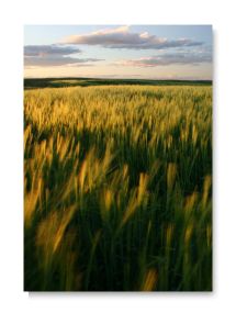 Membre du comité consultatif, Melanie Morningstar