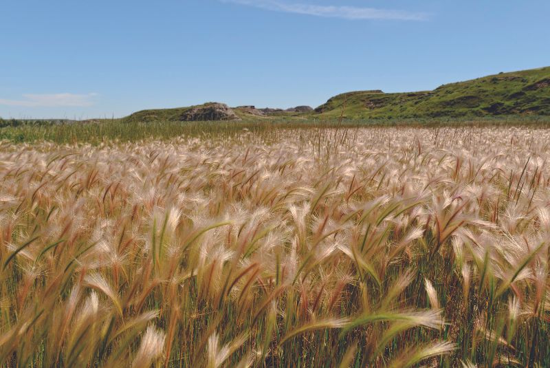 Paysage des prairies du Canada 