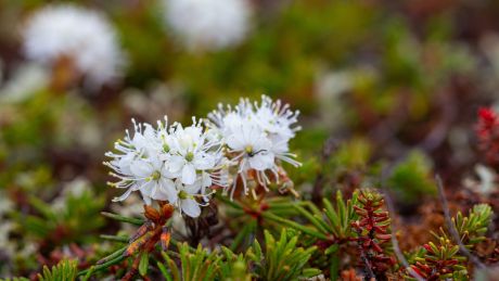 Une photographie en gros plan montre le Thé du Labrador : une grappe de petites fleurs sauvages blanches qui fleurissent près du sol parmi un feuillage dense, vert et finement aiguillonné. Les fleurs sont parfaitement nettes, avec leurs pétales délicats et leurs étamines saillantes qui leur donnent une apparence douce et texturée. La végétation environnante ainsi que d’autres fleurs blanches à l’arrière-plan sont floues, créant un bel effet de profondeur. Les teintes terreuses de brun, de vert et les touches de rouge présentes dans les plantes sont typiques des paysages du nord du Canada.

